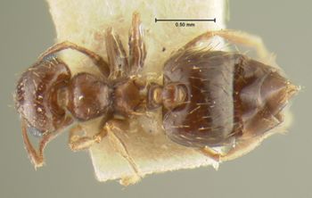 Media type: image; Entomology 20811   Aspect: habitus dorsal view